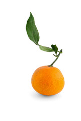 orange with branch