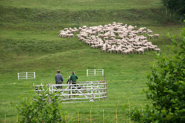 Obraz premium Schäfer mit Schafen