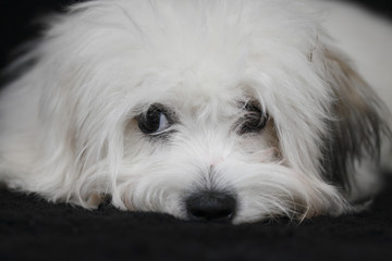 coton de tulear