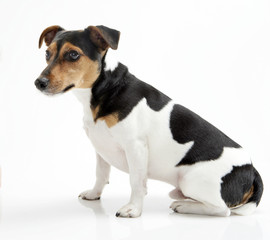 Terrier0015