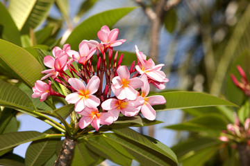 Beautiful tropical flower with leaf.