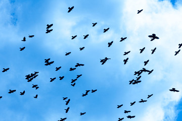 Crows