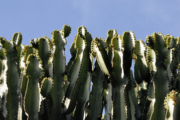 kakteenwald 5