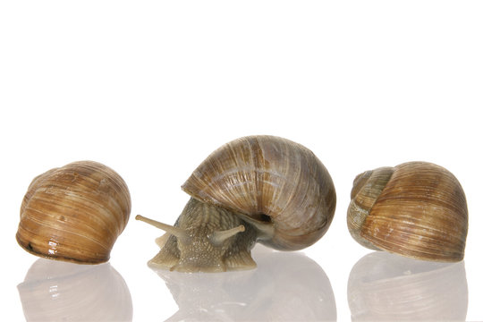 weinbergschnecke