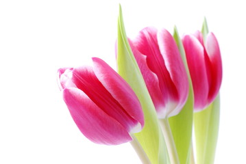 Fototapeta premium Tulpen