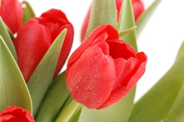 Naklejka premium Tulpen