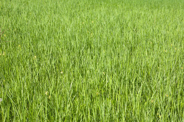 Grass background