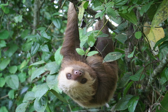 Faultier in Costa Rica