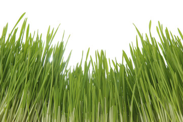 Enormous green grass