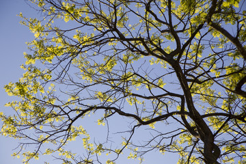 tree over the sky