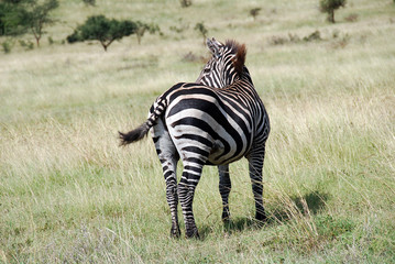zebra nella savana etiope