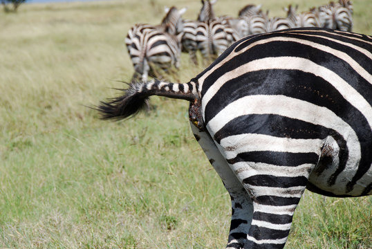 zebre nella savana etiope