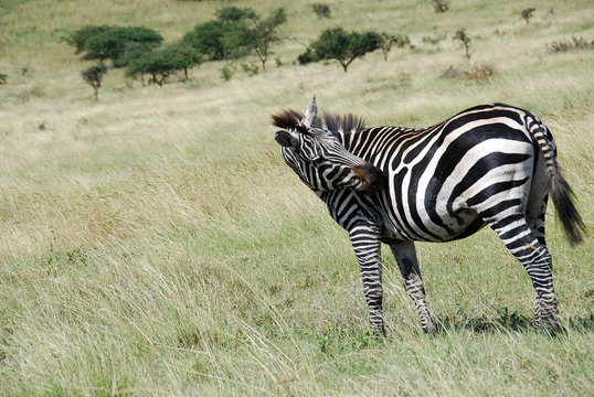 zebra nella savana etiope