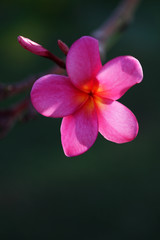 tropical flowers (plumeria)