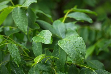 Leaves in rain