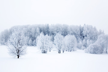 Winter landscape