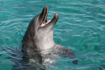 Bottlenose Dolphin