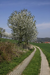 Kirschbaumblüte in Hagen, Niedersachsen, Germany