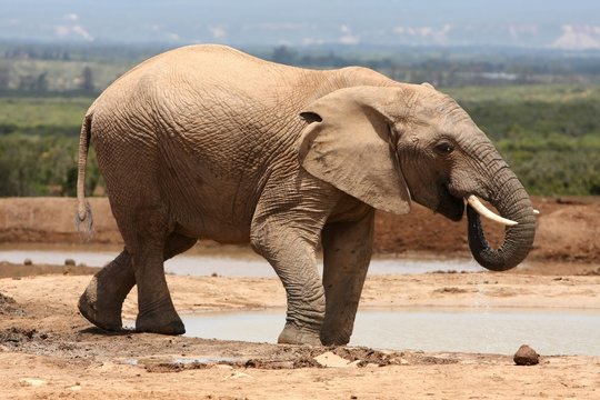 African Elephant Bull