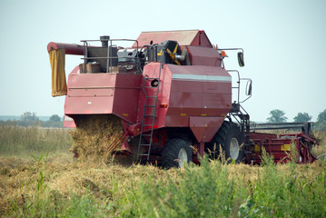 Red grain harvester combine in a field
