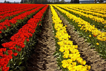 Rows of Red and Yellow Tulips