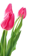 spring tulips isolated