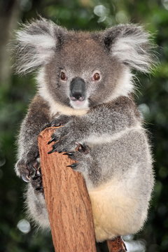 Koala sits on a tree