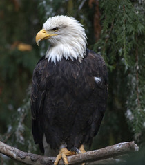 White Head Bald Eagle in Tree Washington