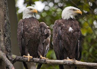 White Head Bald Eagles in Tree Washington