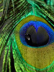 Obraz premium Pfauenfeder 7