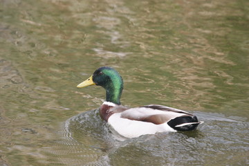 duck tranquil on a river