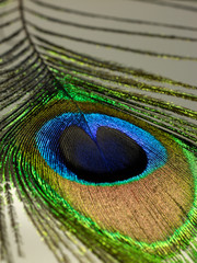 Obraz premium Pfauenfeder 11