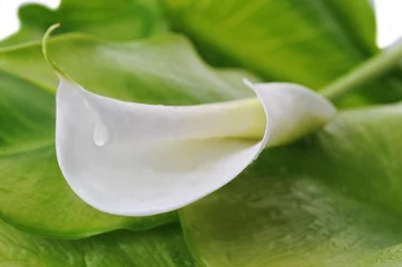 Photo sur Plexiglas Nénuphars white  calla lily