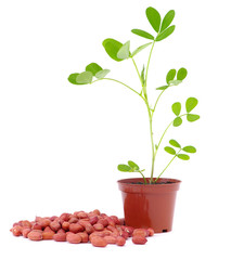 peanut arachis seeds and sprout