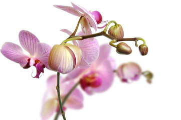 Orchideen 25