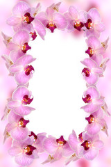 Fototapeta na wymiar Orchideen 22