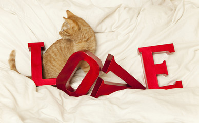 love cat 6