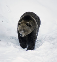 ours brun