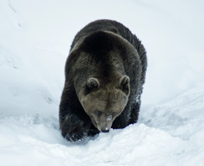 ours brun
