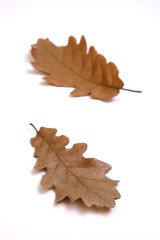 foglie di quercia