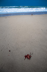 Foglia in solitaria