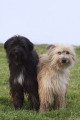 couple de berger des Pyrénées de couleurs différentes