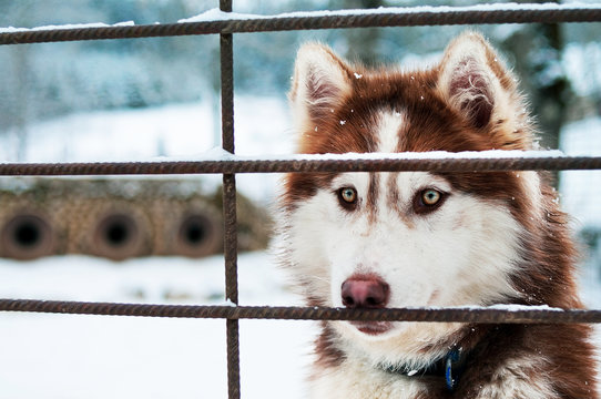 Husky