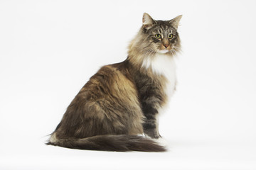 chat des forêts norvégiennes de profil à l'air arrogant