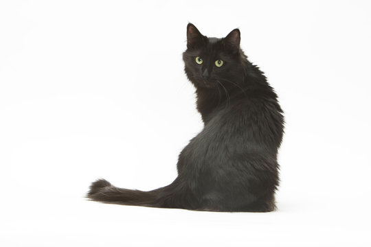 chat noir aux allures de star et au regard intimidant