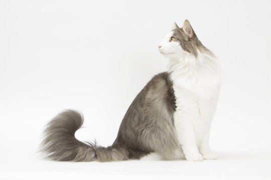 Chat Assis Images Parcourir 185 Le Catalogue De Photos Vecteurs Et Videos Adobe Stock