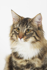 Fototapeta premium portrait de chat norvégien tête légèrement tournée