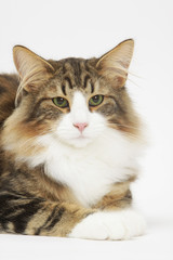 portrait de skogkatt avec les yeux en train de se fermer