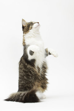 skogkatt assis sur le derri&egrave;re en position verticale