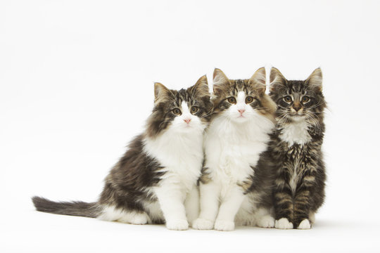 trois chatons skokkatt assis serr&eacute;s l'un contre l'autre